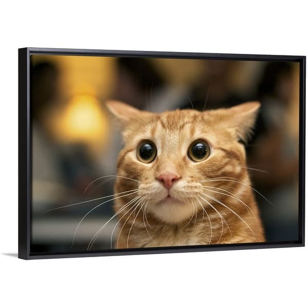 Shop Flash Photo Of Orange Cat Looking Surprised With Large Eyes
