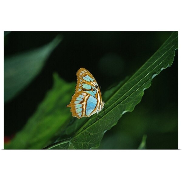 Shop Malachite Butterfly Siproeta Stelenes On Leaf Close
