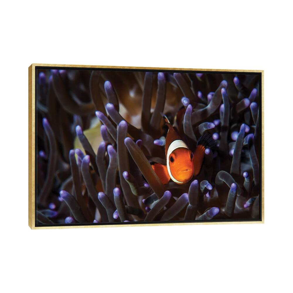 iCanvas "A Clownfish In An Anemone, North Sulawesi, Indonesia" by Brook Peterson Framed
