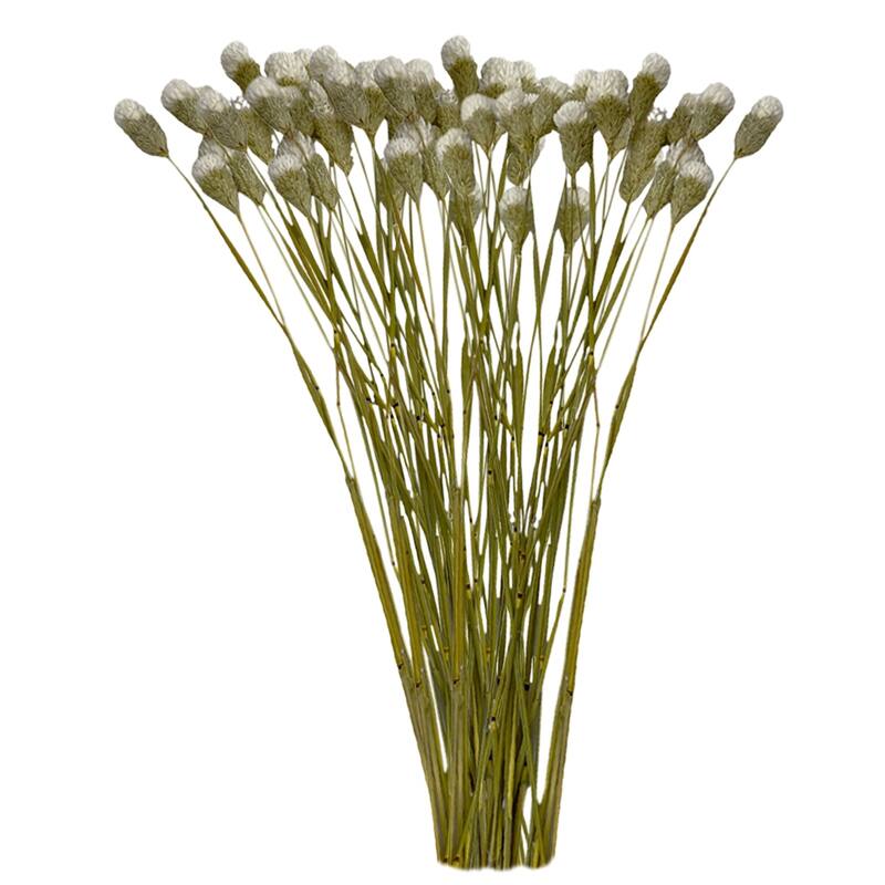 Bundle of 4 Dried Gomphrena Globosa, 22-24" long ,16 pcs/bunch - 22-24 inch - White