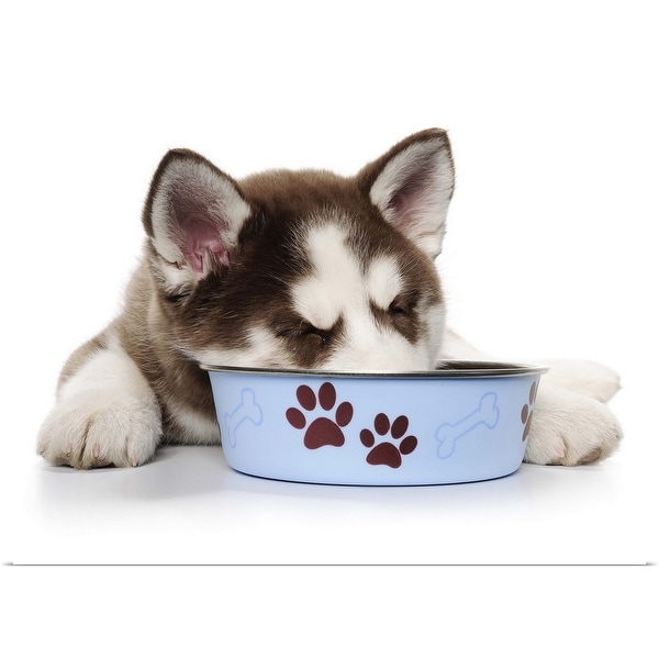 "Puppy Husky eating" Poster Print