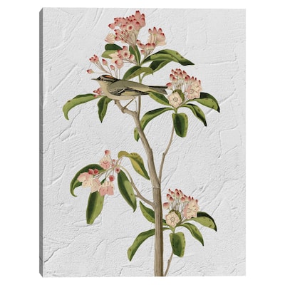 Audubon Curviers Regulus Texture Canvas Art Print