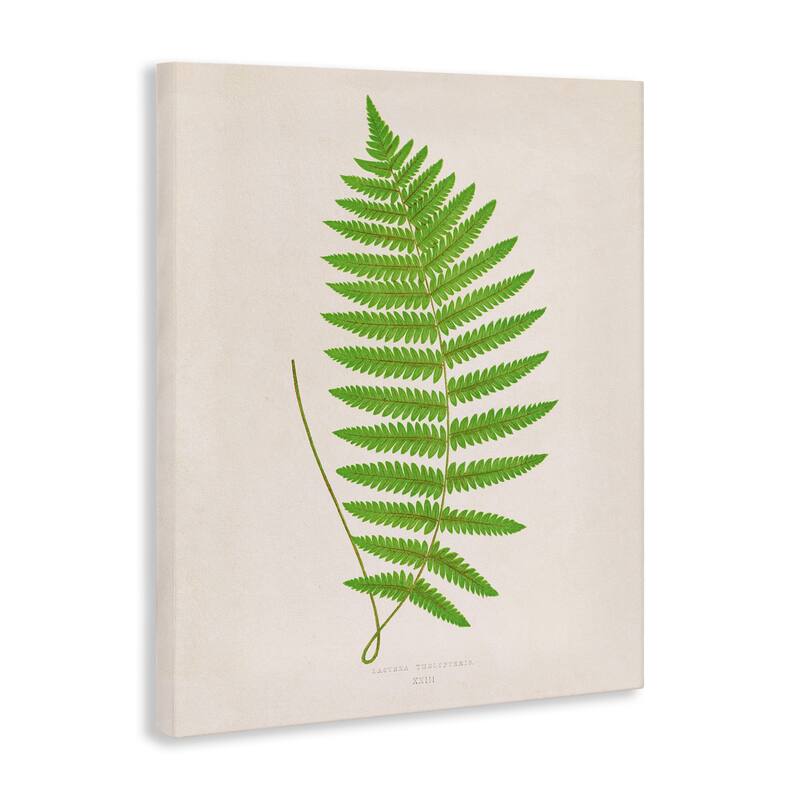 Stupell Single Fern Branch Canvas Wall Art Design By Phillipa Katz