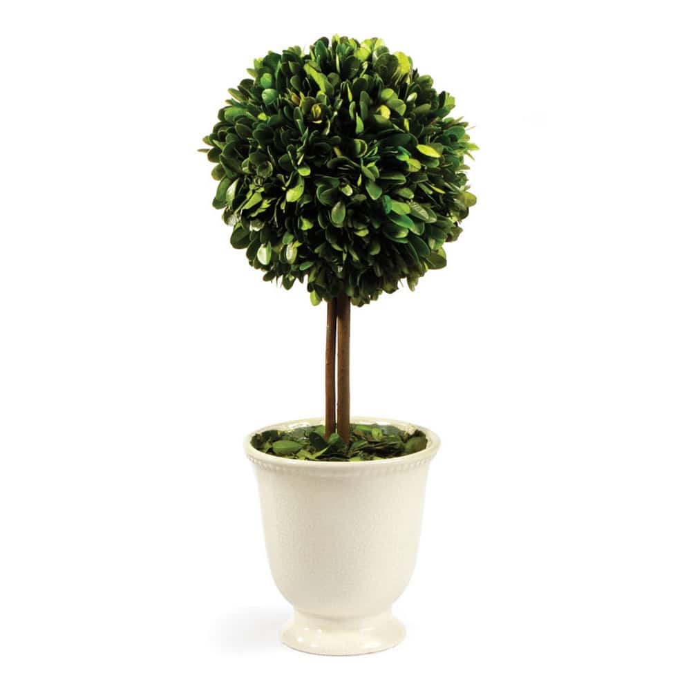 Boxwood Topiary In Beaded White Pot - Green