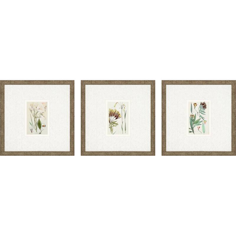 Antique Botanical I S/3 Framed Art Under Glass - Green - 13 X 13 X 1