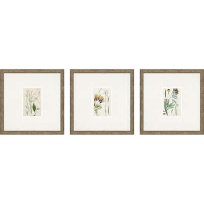 Antique Botanical I S/3 Framed Art Under Glass - Green