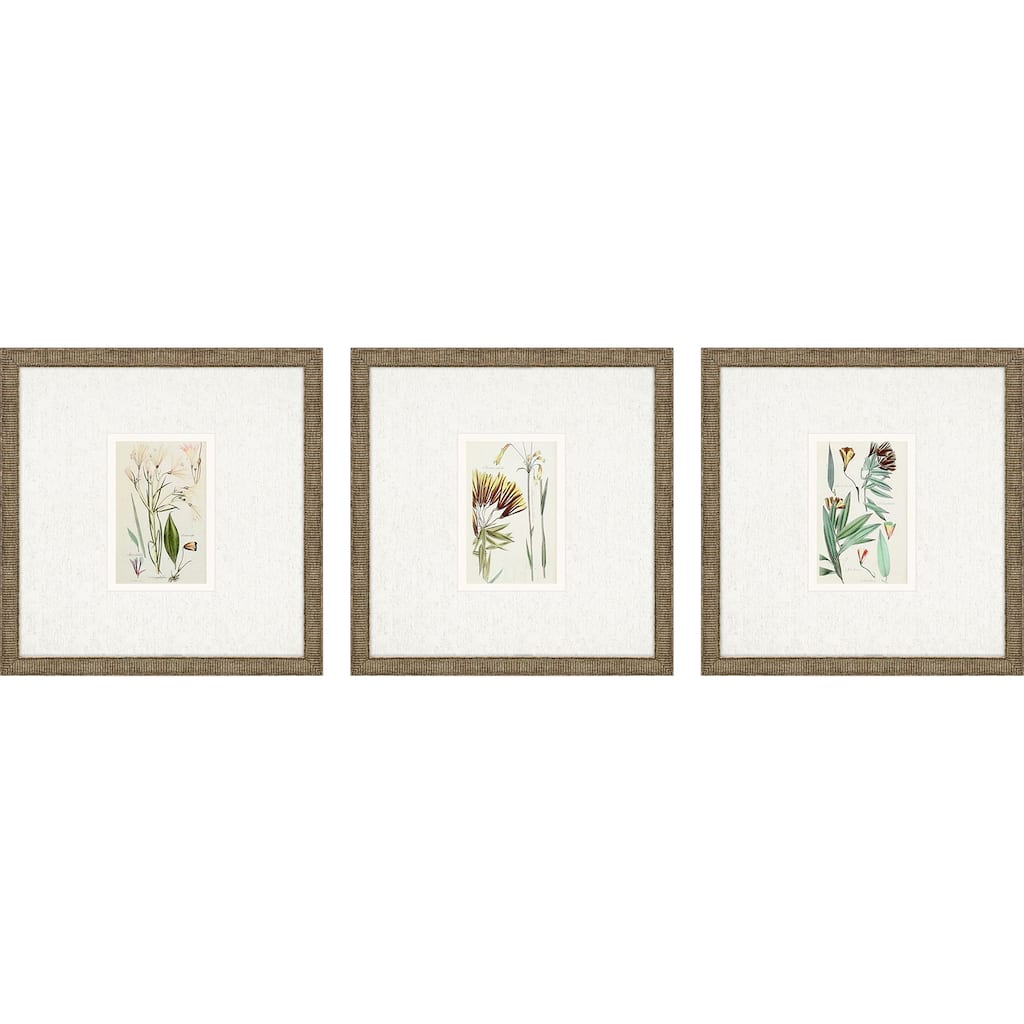 Antique Botanical I S/3 Framed Art Under Glass - Green