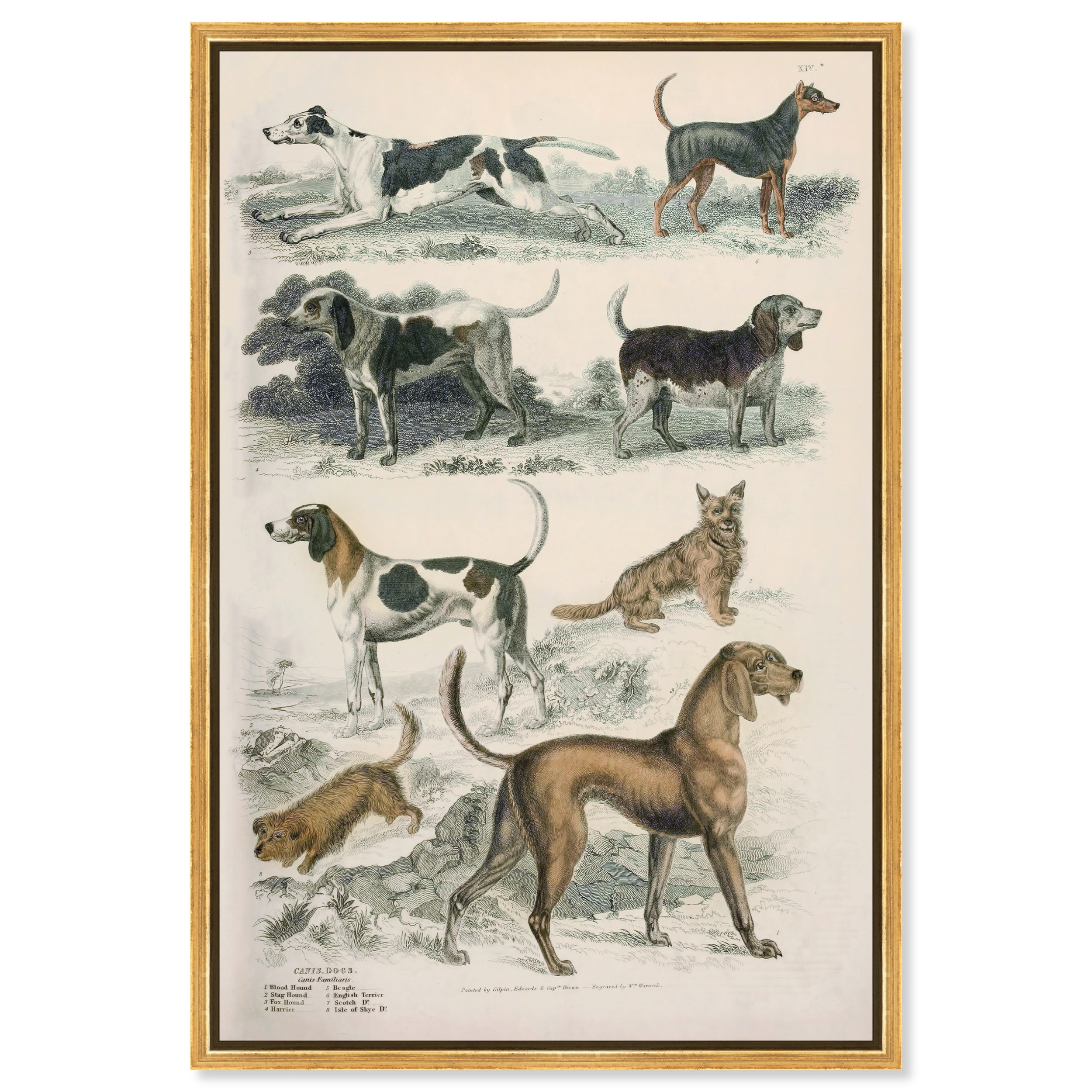 Canis Dogs II Vintage Animal Art Framed Canvas Print by Art Remedy