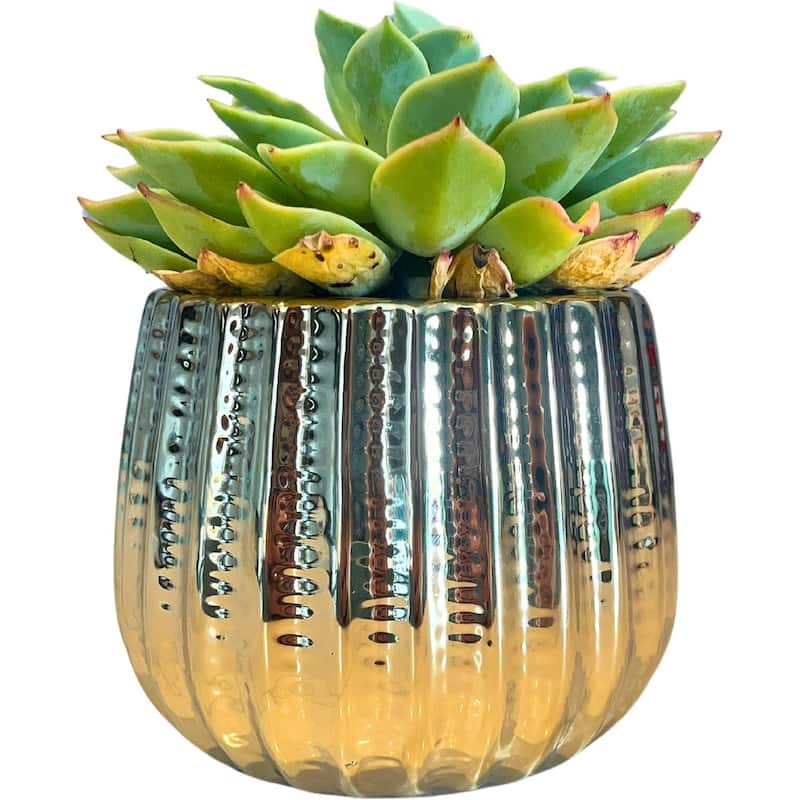 4.5 inch Ceramic Flower Pot - Ylw Gold