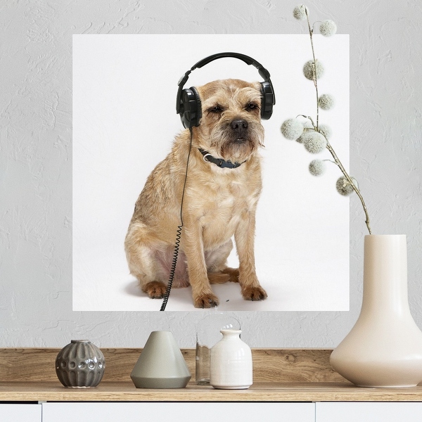 Headphones dog outlet