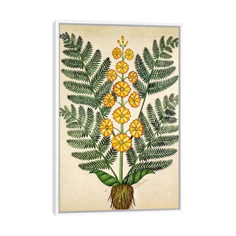 iCanvas "Fern with yellow flowers, plate from a seed merchants in Oisans " by French School Framed - White - 48x32
