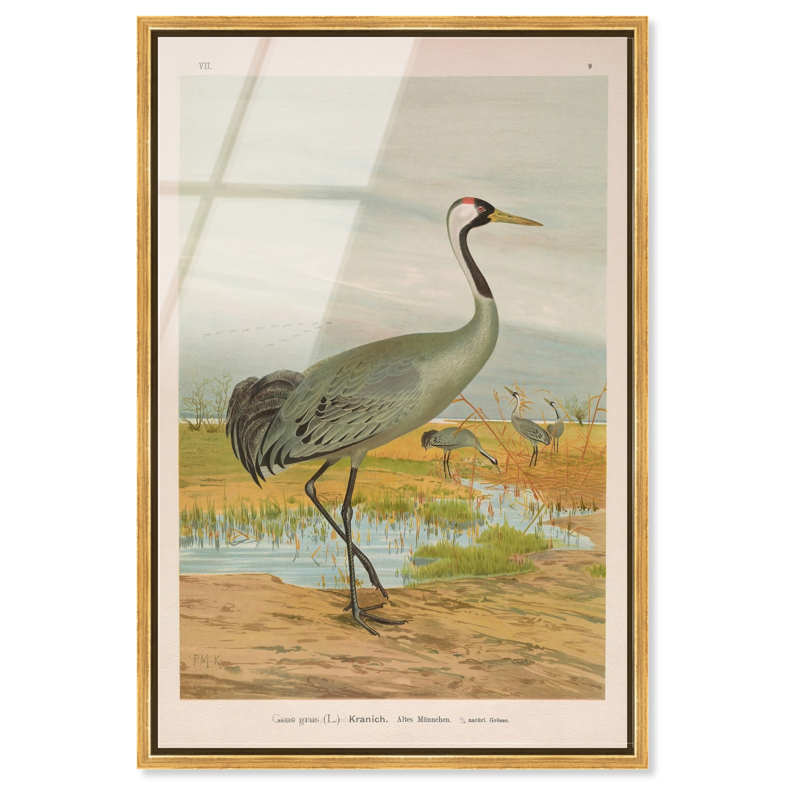 Grus Grus Vintage Animal Art Acrylic Print by Art Remedy