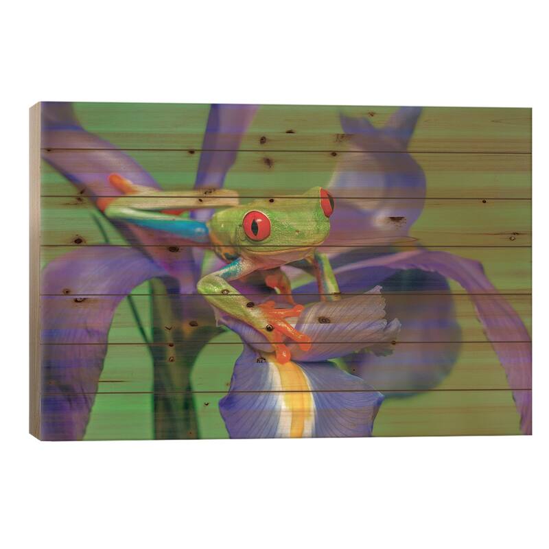 Red-Eyed Tree Frog Climbing On Iris Flower. Print On Wood by Adam Jones - Multi-Color - 18x26x1.5