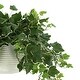 preview thumbnail 3 of 2, Ivy Plant in a Glass Vase - Green