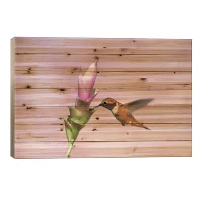 Rufous Hummingbird Male Feeding At Flower, Green Valley, Arizona Print On Wood by Tom Vezo - Multi-Color