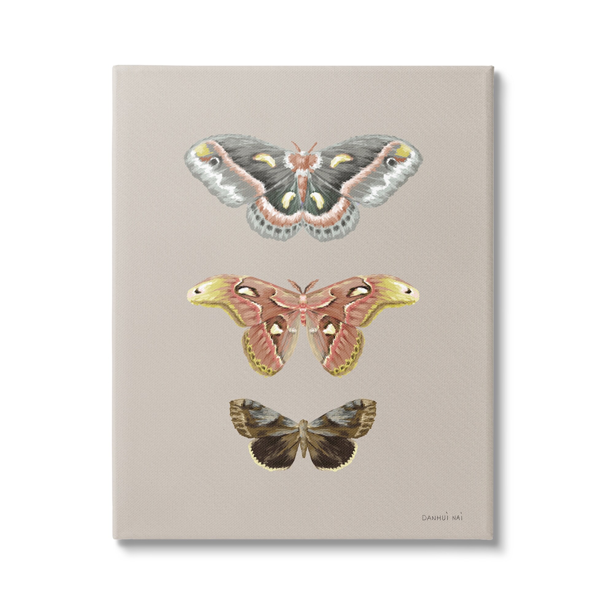 Buy Framed & Butterfly Specimens, Mounting Equipment