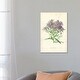 preview thumbnail 3 of 3, iCanvas "Michaelmas Daisy (Illustration From Familiar Garden Flowers, 1st Series)" by Frederick Edward Hulme Canvas Print 26x18x1.5