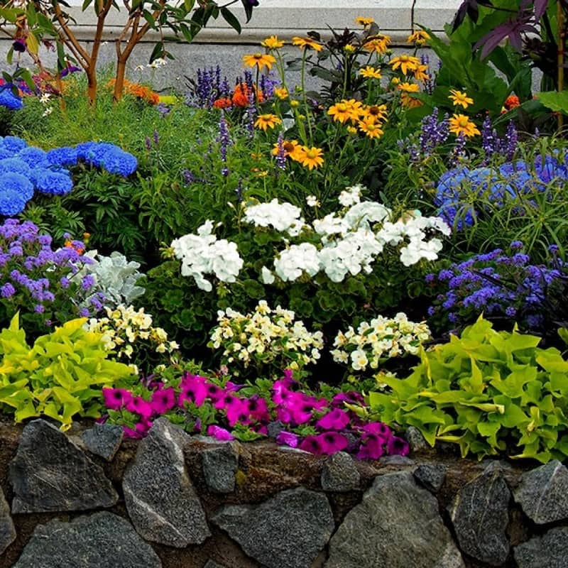 Rock Garden Mixed Flower Collection - 100 Bulbs - Featuring 4 Varieties of Blue, White & Purple Flowers - 100 Bulbs