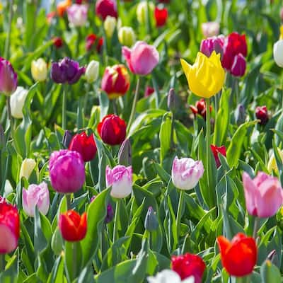 Rose-Like Double Late Colorful Mixed Tulips- Red, Pink, Yellow, Purple Flowers - 18 Bulbs - Attracts Butterflies & Bees