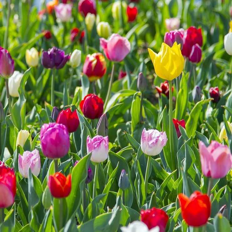 Rose-Like Double Late Colorful Mixed Tulips- 18 Bulbs - Red, Pink, Yellow, Purple Flowers - Attracts Butterflies & Bees