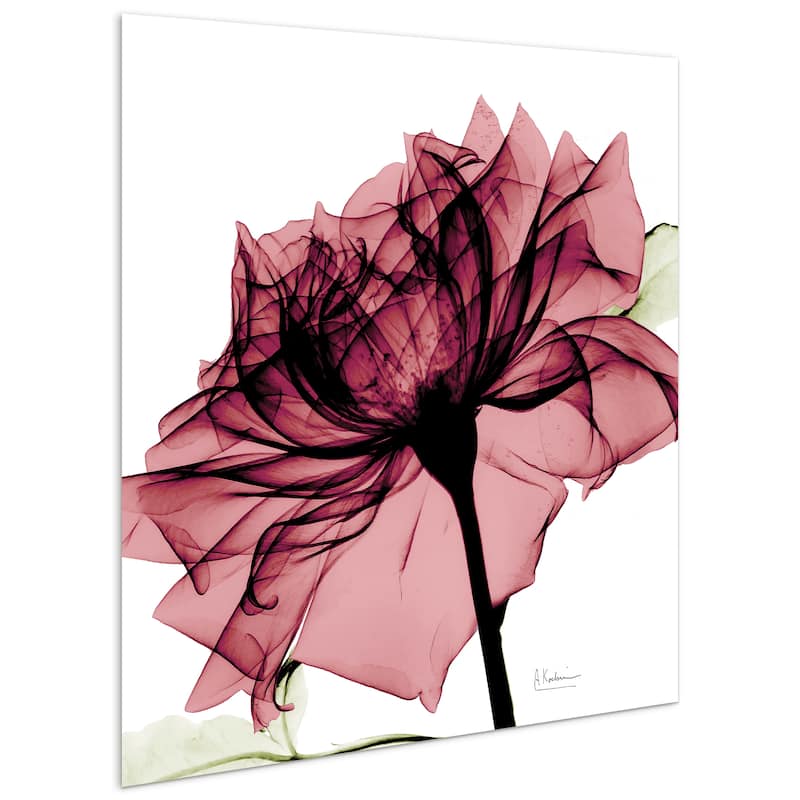 "Chianti Rose I" Rose Flower Wall Art on Frameless Free Floating Tempered Glass Panel - Pink