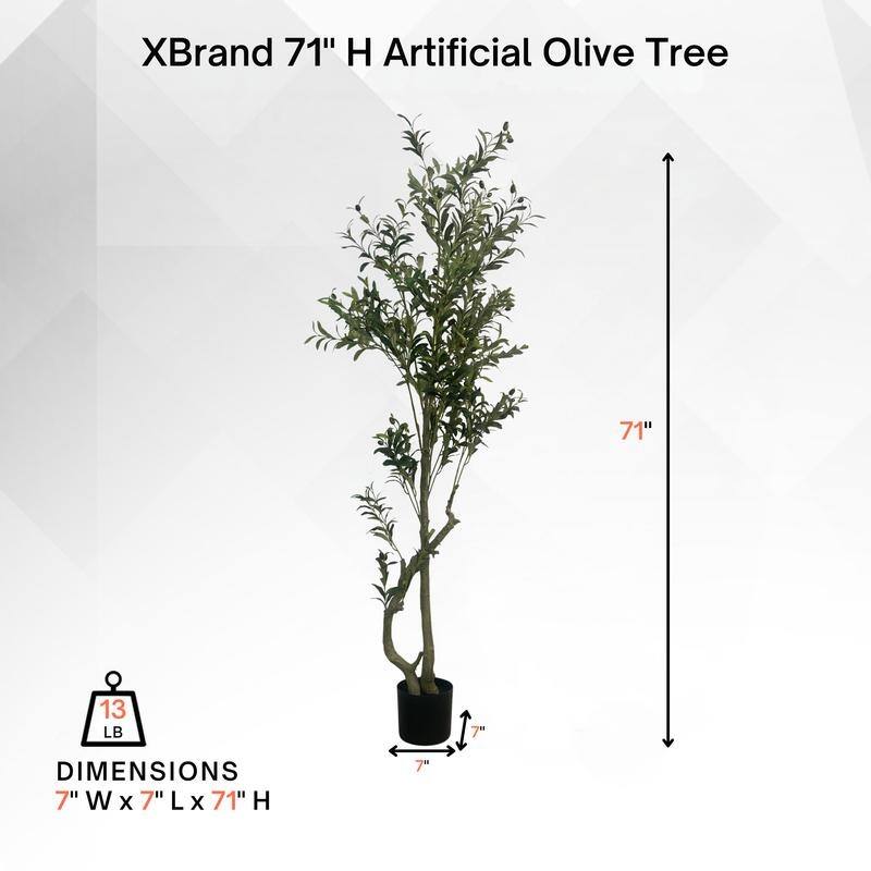 Olive Tree used in garden and outdoor, backyard