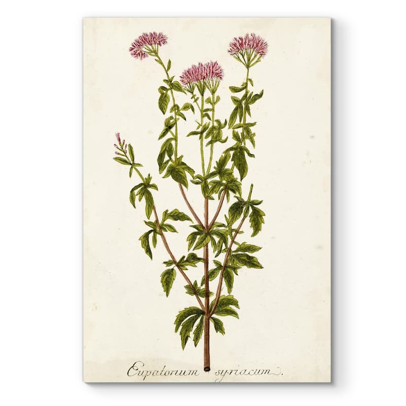 Antique Herb Botanical I -Premium Gallery Wrapped Canvas