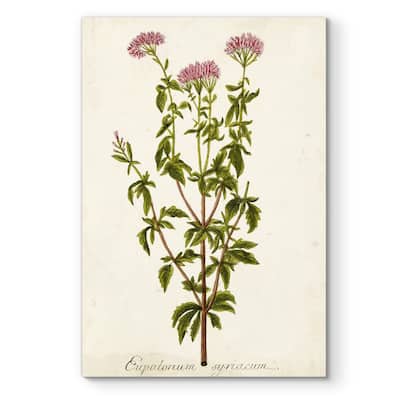 Antique Herb Botanical I -Premium Gallery Wrapped Canvas