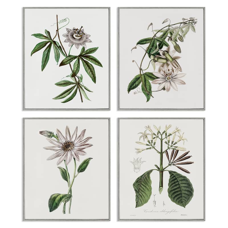 Stupell Various Vintage Botanicals Framed Giclee Art Design By CAD Design (Set of 4) - 16 x 20 - Grey