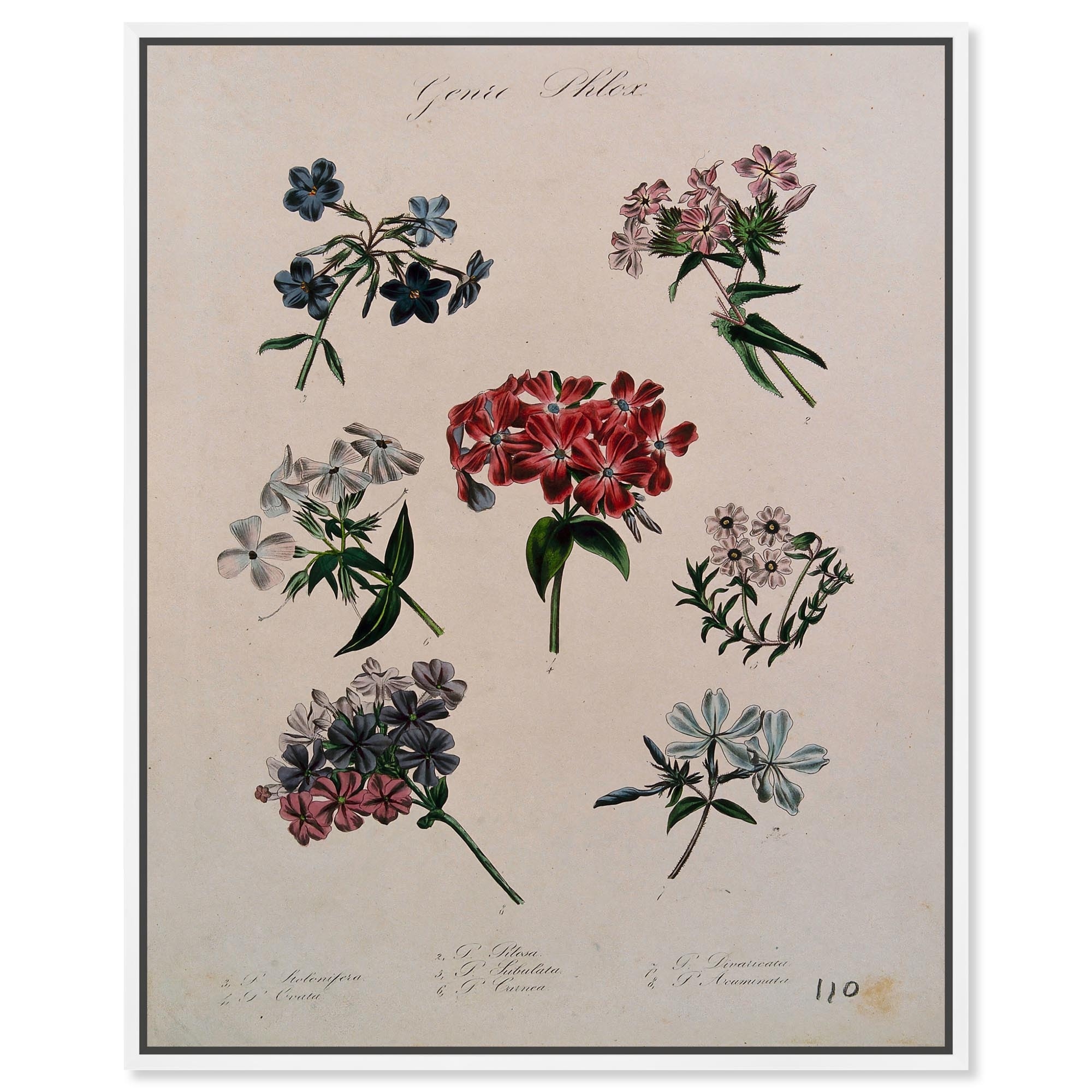 Seven Flowering Plants Canvas by Art Remedy