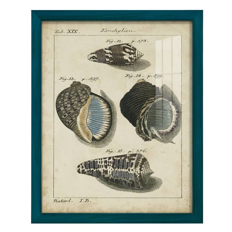 Vintage Shell Study III -Framed Print w/glass-Cherry Red - 12x15 - Blue