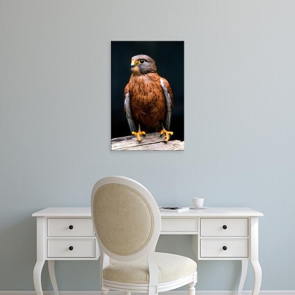 Easy Art Prints Claudia Adams's 'Rock Kestrel Portrait' Premium Canvas Art