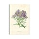 preview thumbnail 1 of 3, iCanvas "Michaelmas Daisy (Illustration From Familiar Garden Flowers, 1st Series)" by Frederick Edward Hulme Canvas Print