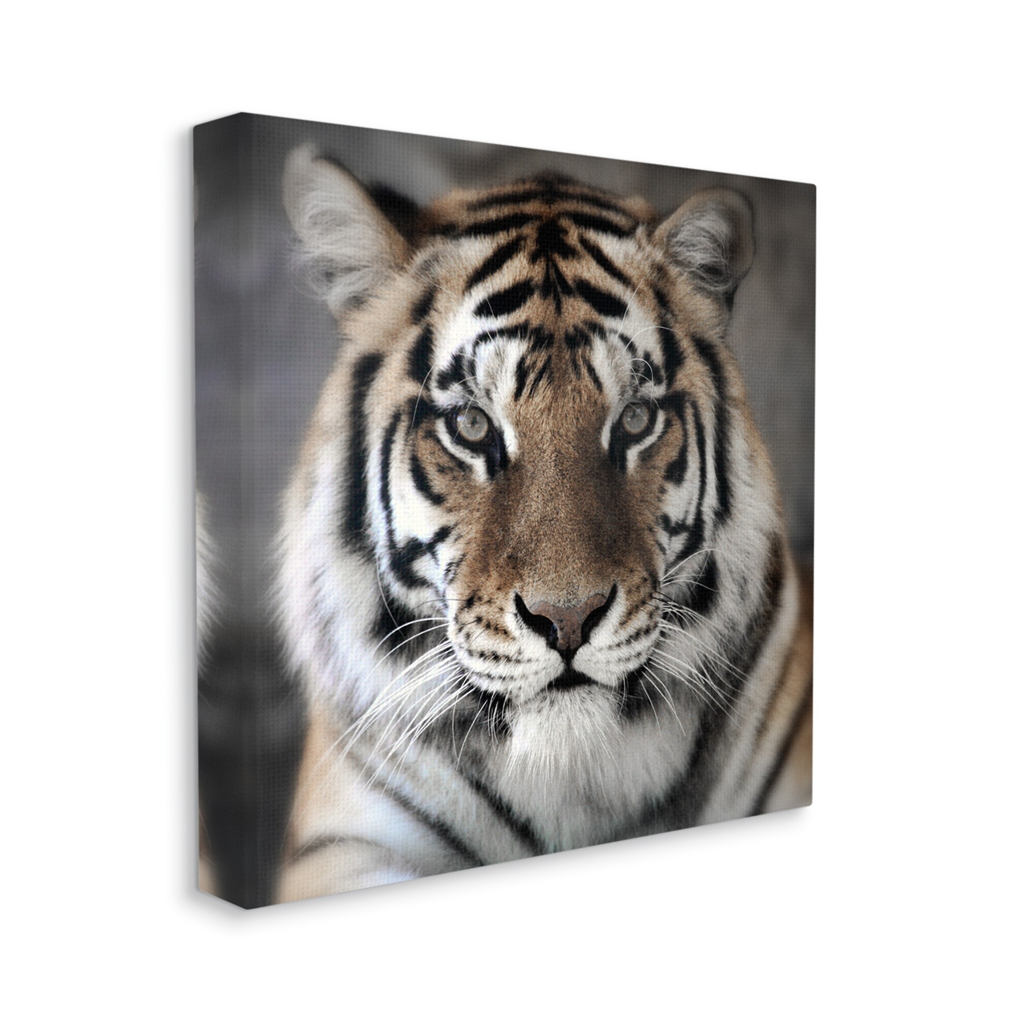 Stupell Tiger Close Up Photograph Canvas Wall Art Design by