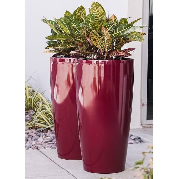anthurium aemulum Anthurium andreanum | Plants
