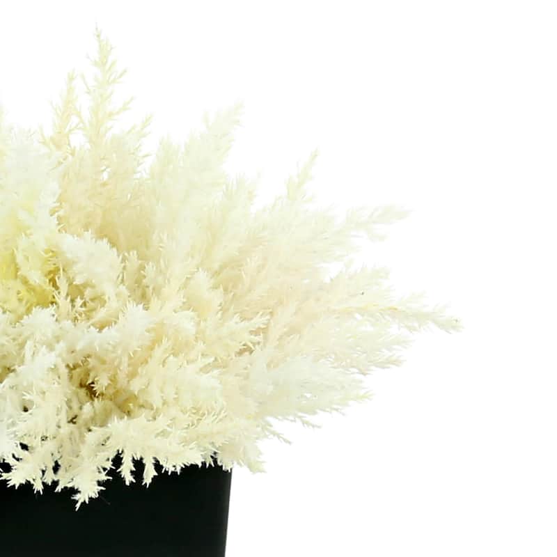 Pampas Grass Arrangement in a Square Planter - Black, White