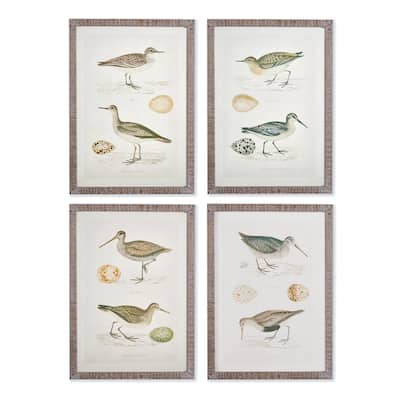 Coastal Birds Study, Set Of 4
