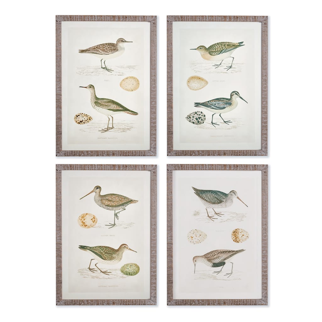 Coastal Birds Study, Set Of 4