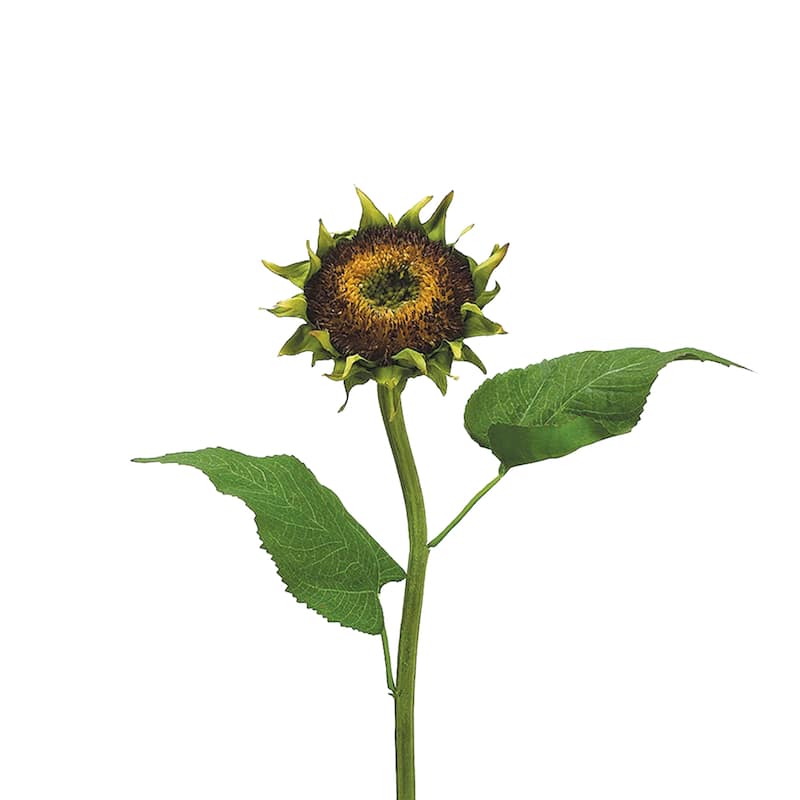 28" Brown Sunflower Artificial Spray