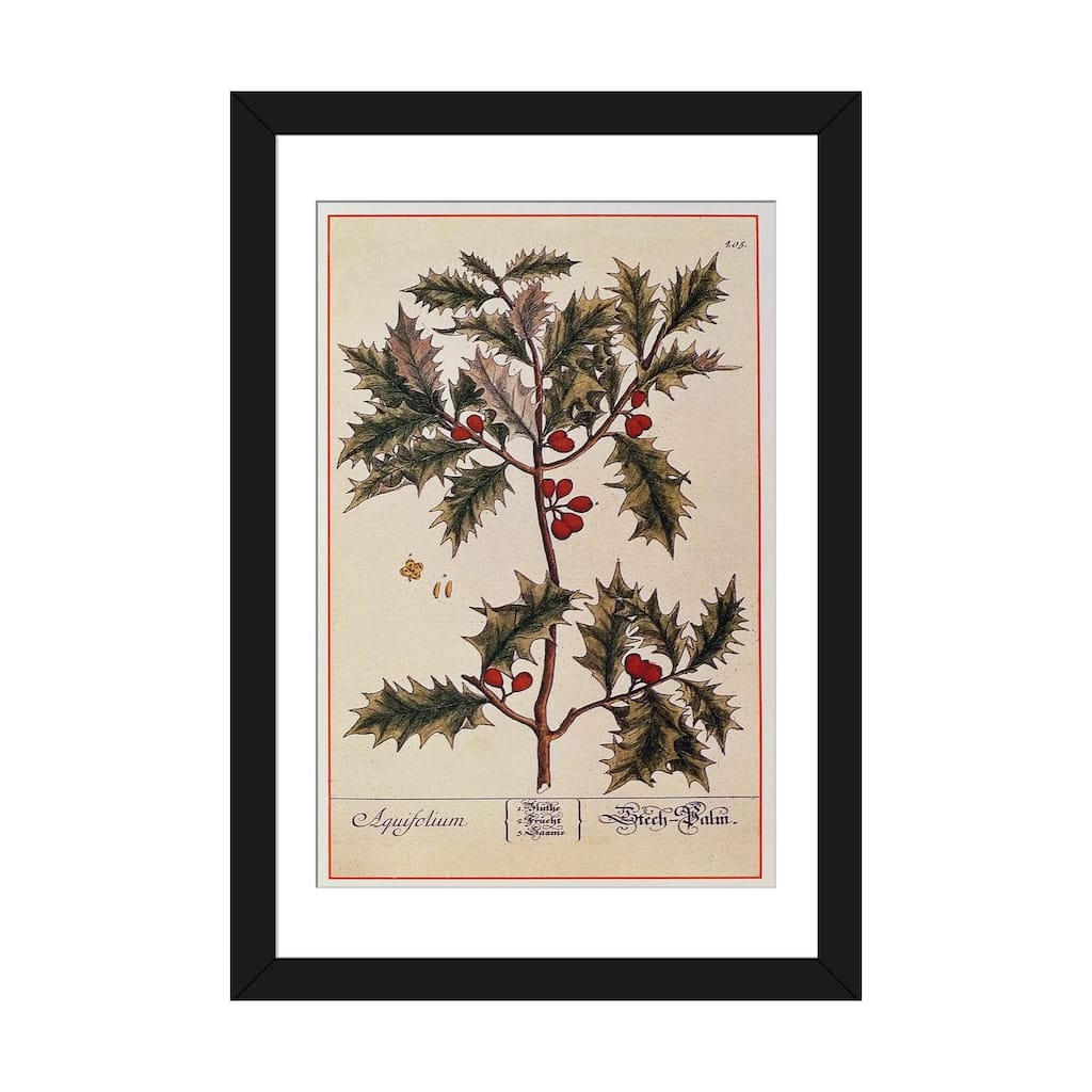 iCanvas "Holly from 'A Curious Herbal', 1782" by Elizabeth Blackwell