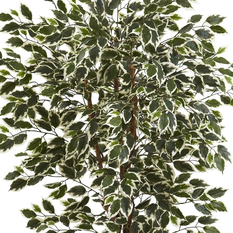 Hawaiian Vintage Tree - 6Ft Tropical Decor - Lush Green White Foliage - Indoor Plant - Home Office Gift - 6ft.
