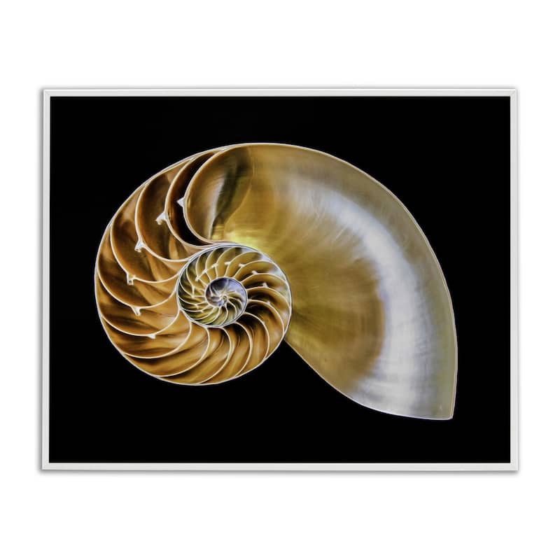 Stupell Tan Nautilus Shell on Black Framed Giclee Art Design By Mary Lou Johnson - 20 x 16 - White