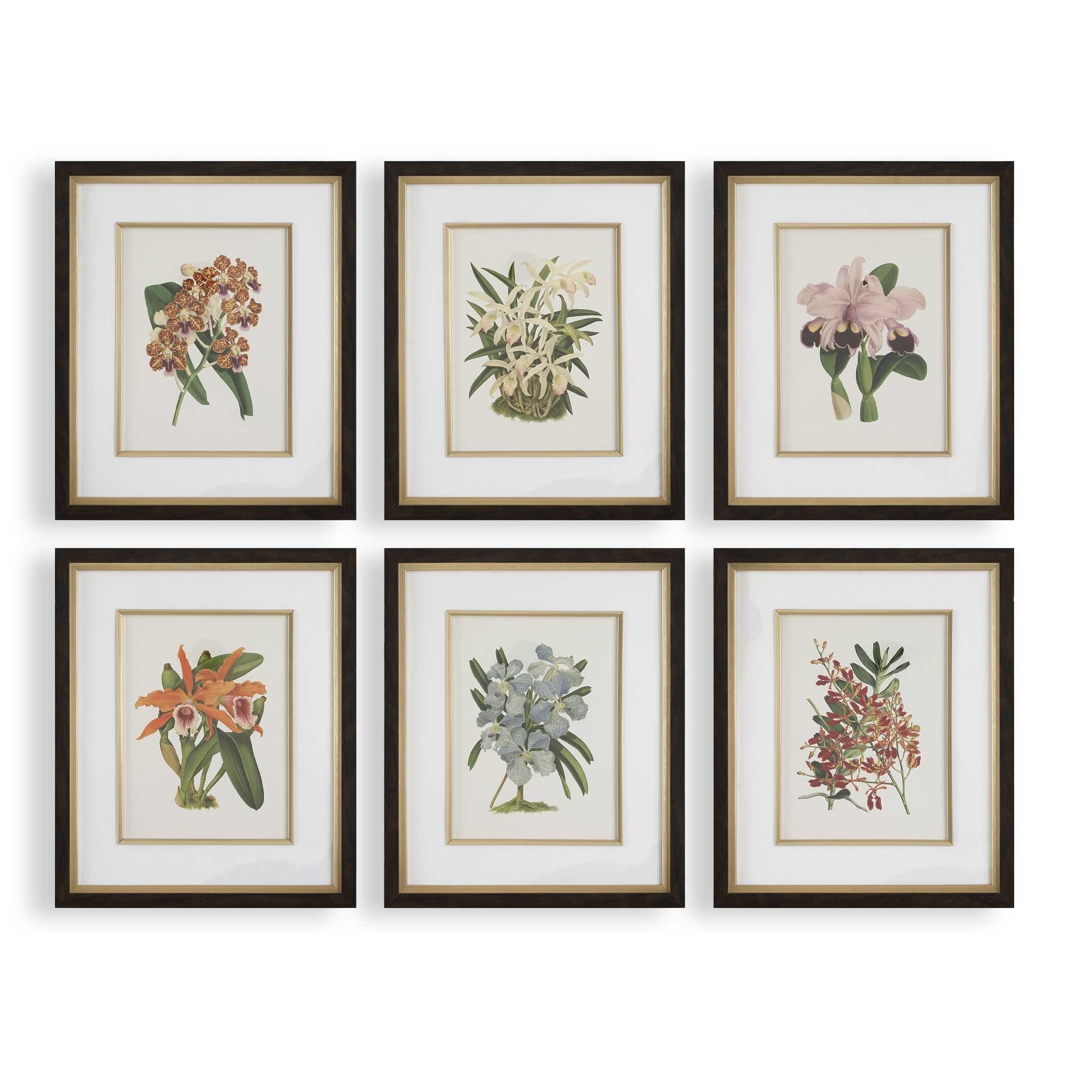 Uttermost Orchid Botanical Framed Prints (Set of 6)