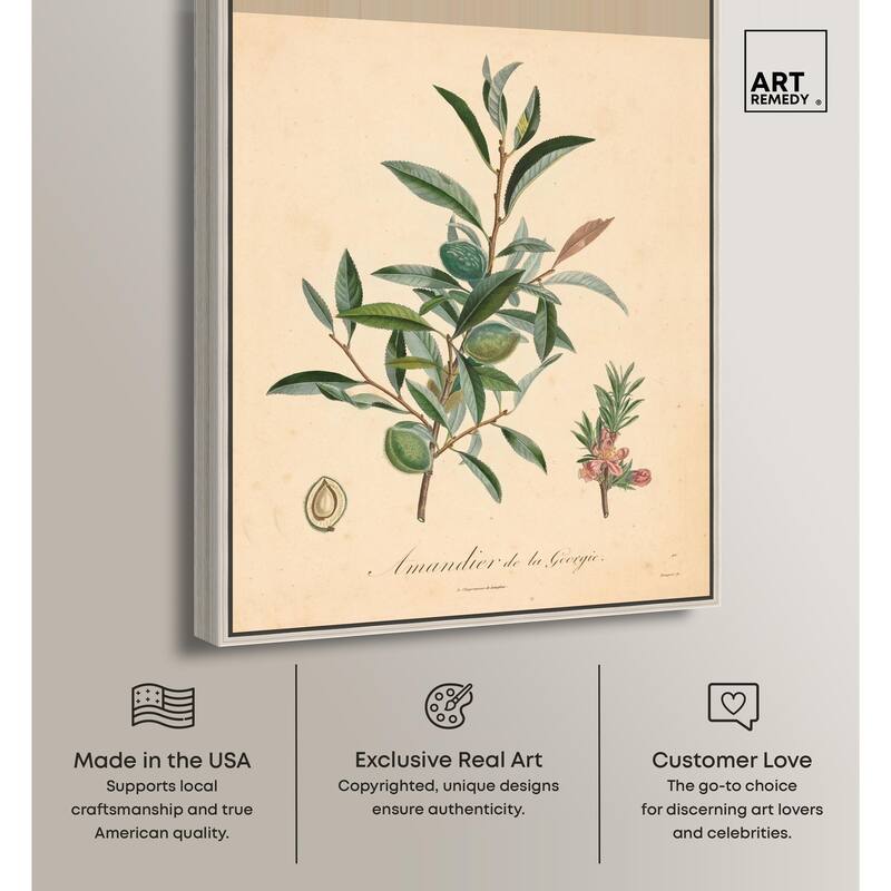 Almond of Georgia I Canvas by Art Remedy