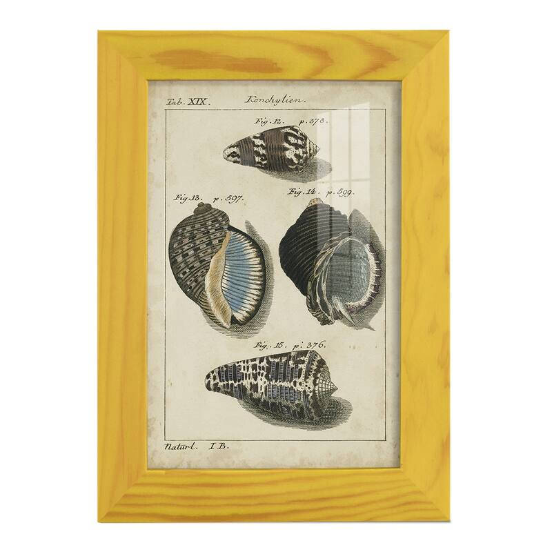 Vintage Shell Study III -Framed Print w/glass-Cherry Red