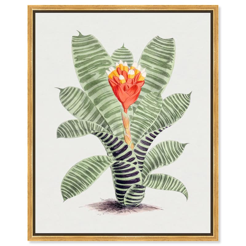 Tillandsia Musaica Plant Canvas by Art Remedy - Gold - 16" x 20"