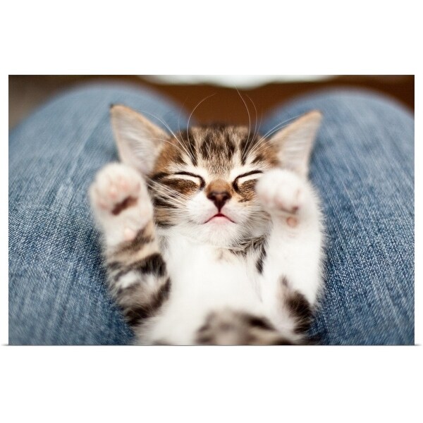 "Kitten on lap." Poster Print