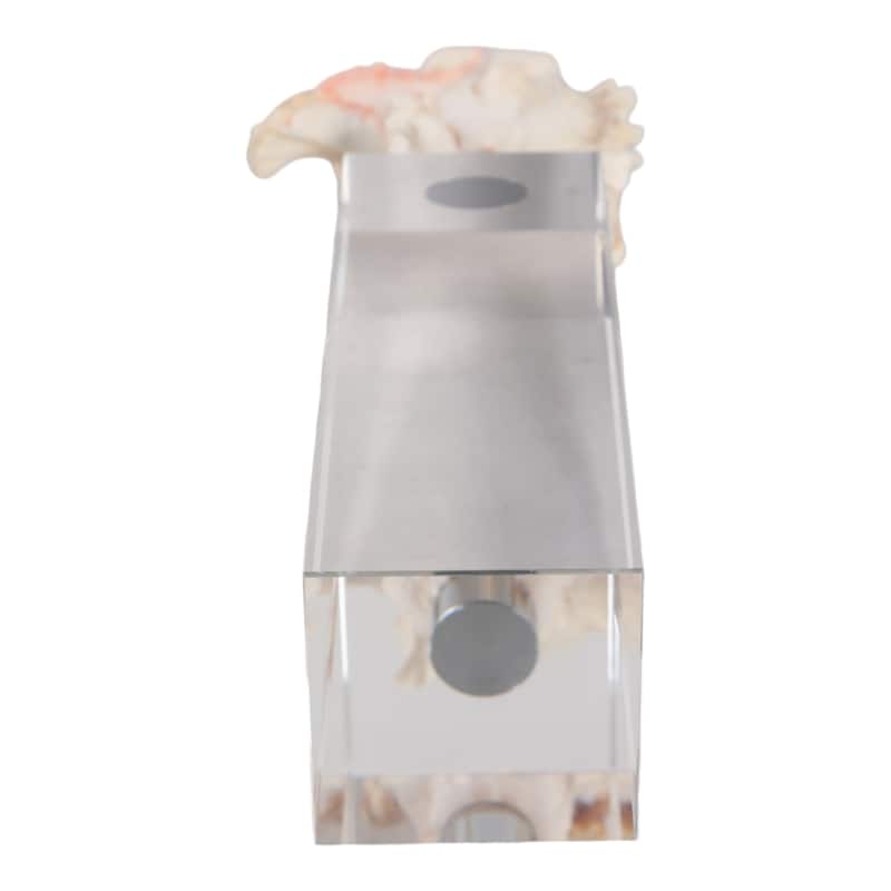 Glass Shell Decorative Object Crystal Block Base Coastal Glam Design