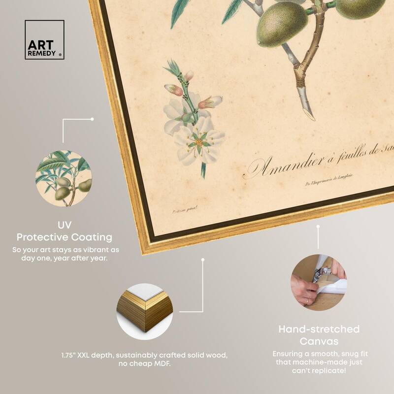 Almond of Georgia II Canvas by Art Remedy