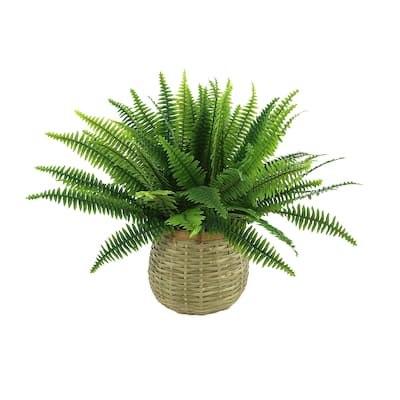Fern in Wooden Basket - Green